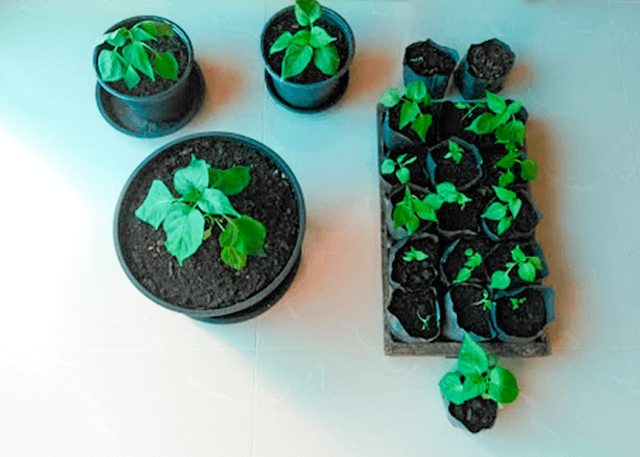 Quem planta ideias, colhe Futuro